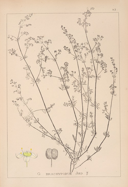 Herbier de la flore française Pl.0617