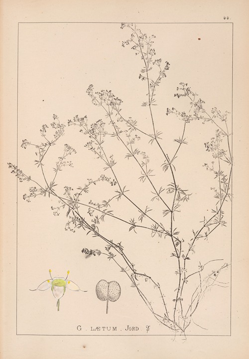 Herbier de la flore française Pl.0618