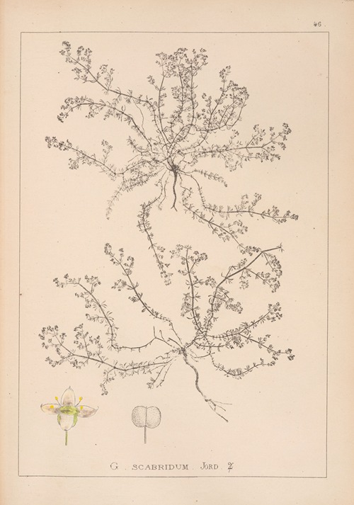 Herbier de la flore française Pl.0619