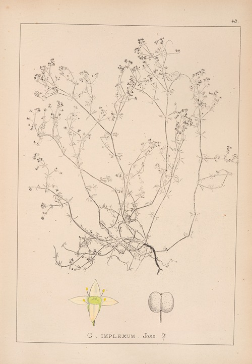 Herbier de la flore française Pl.0621