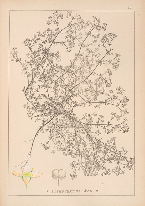 Herbier de la flore française Pl.0622