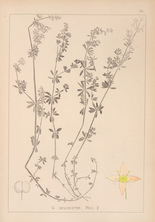 Herbier de la flore française Pl.0624