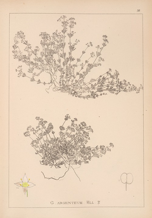 Herbier de la flore française Pl.0627