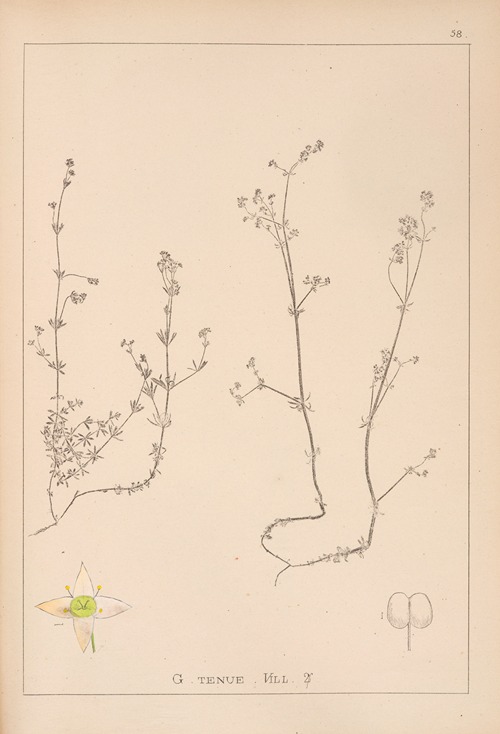Herbier de la flore française Pl.0630