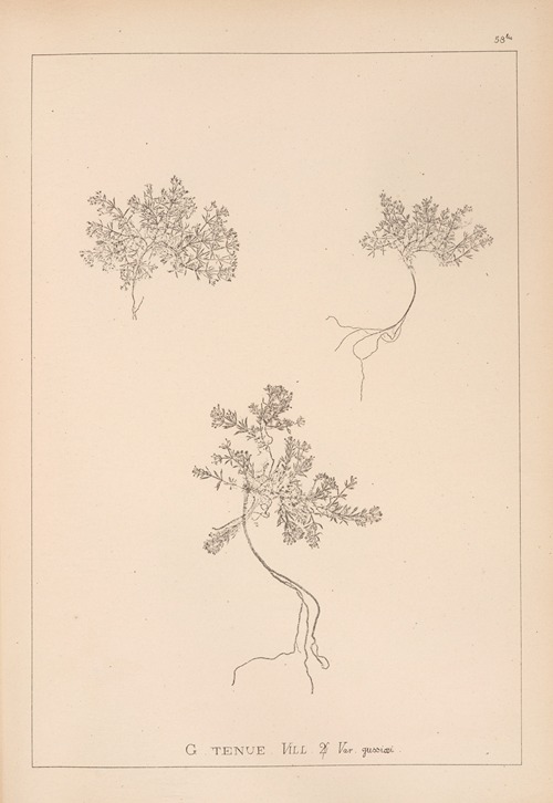 Herbier de la flore française Pl.0631