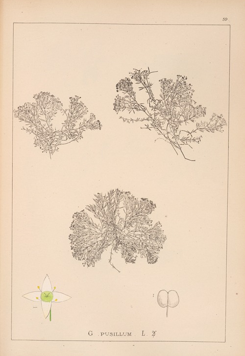 Herbier de la flore française Pl.0632