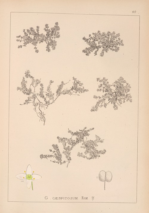 Herbier de la flore française Pl.0633