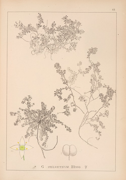 Herbier de la flore française Pl.0635