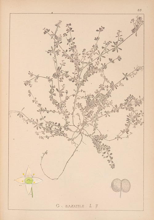 Herbier de la flore française Pl.0638