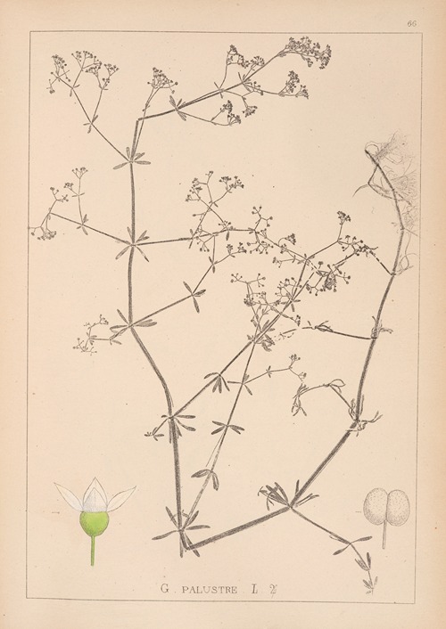 Herbier de la flore française Pl.0639