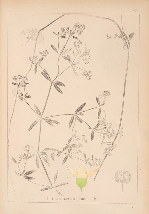 Herbier de la flore française Pl.0640