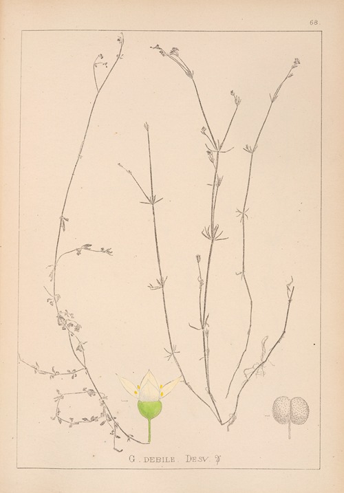 Herbier de la flore française Pl.0641