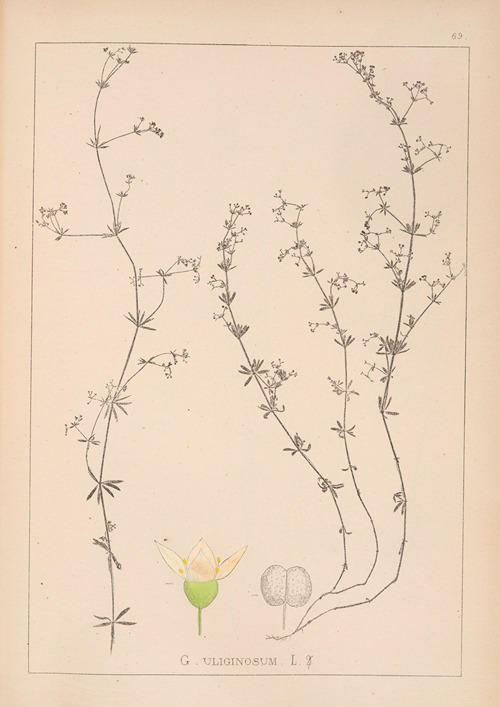 Herbier de la flore française Pl.0642