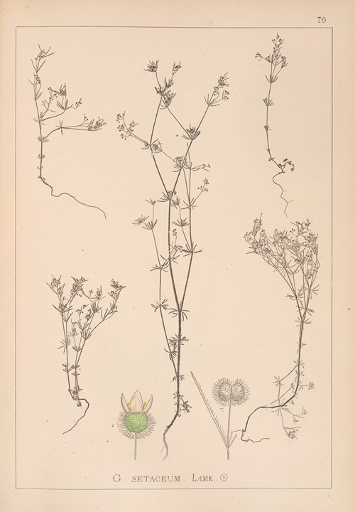 Herbier de la flore française Pl.0643
