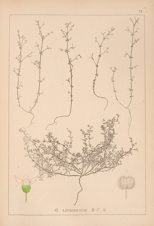 Herbier de la flore française Pl.0647