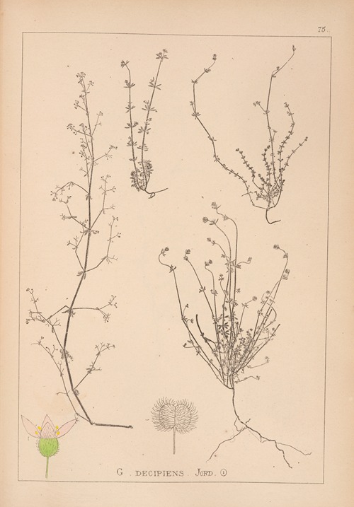 Herbier de la flore française Pl.0648