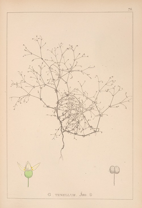 Herbier de la flore française Pl.0649