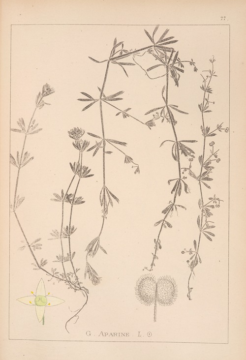 Herbier de la flore française Pl.0650
