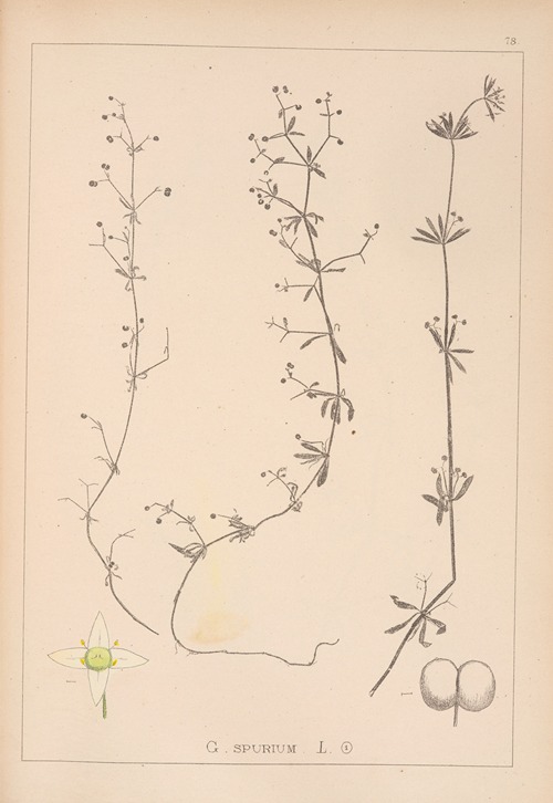 Herbier de la flore française Pl.0651