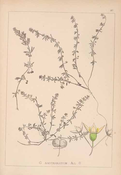 Herbier de la flore française Pl.0655