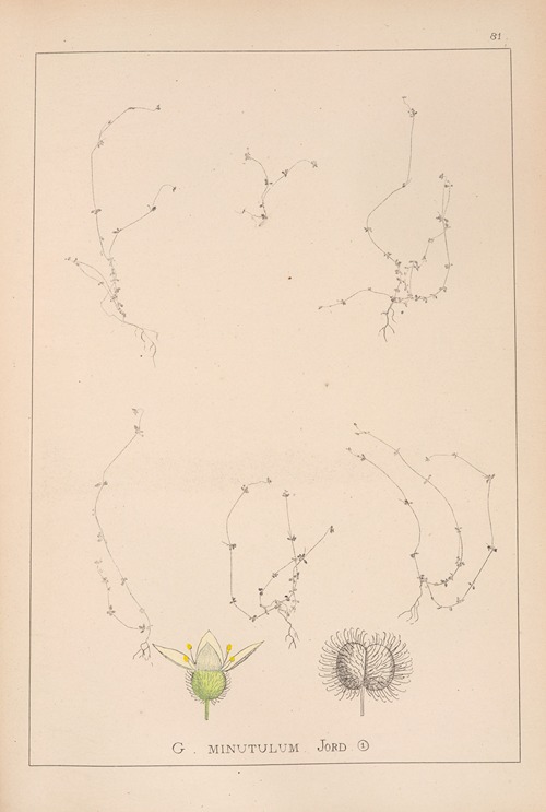 Herbier de la flore française Pl.0656