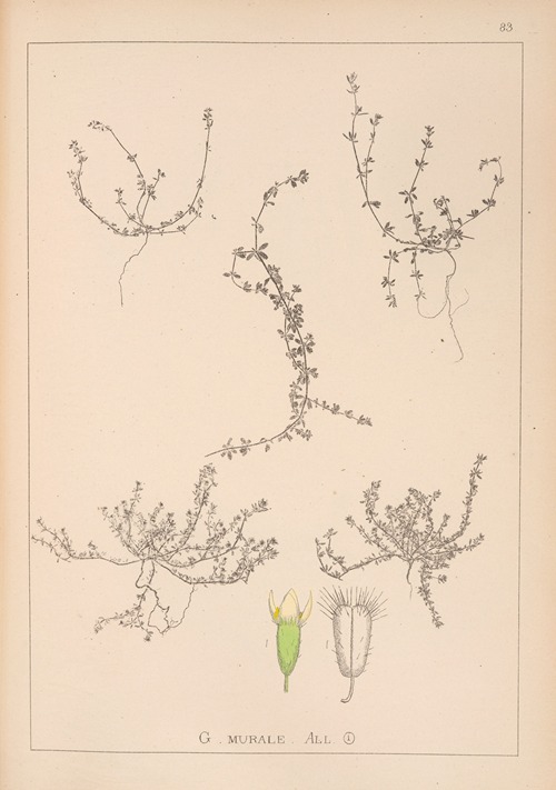 Herbier de la flore française Pl.0658