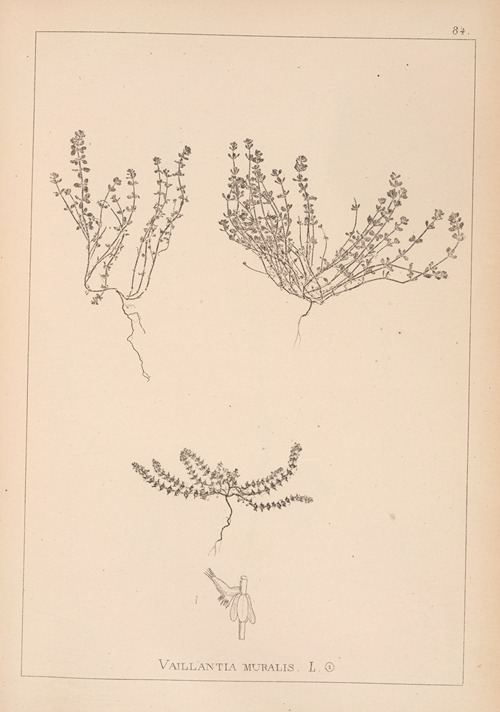 Herbier de la flore française Pl.0659