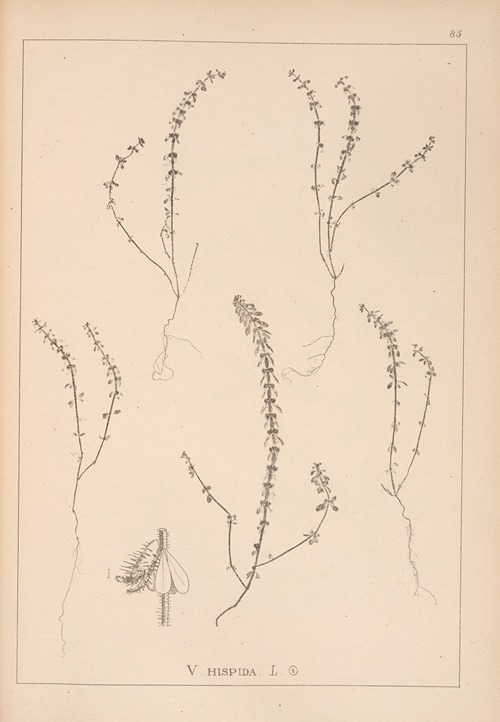 Herbier de la flore française Pl.0660