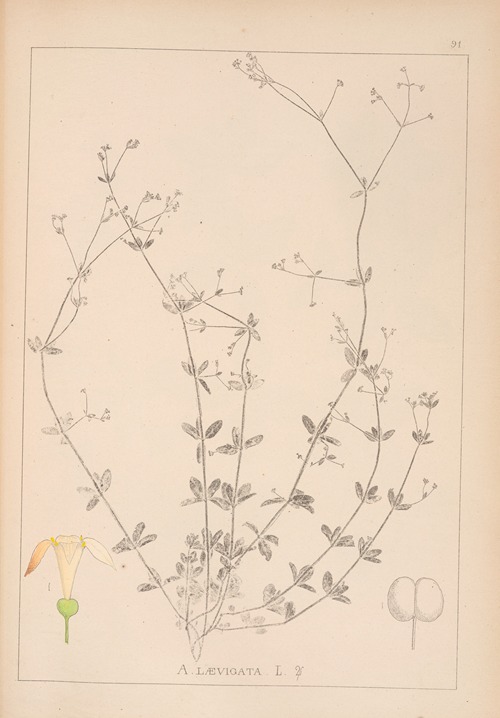 Herbier de la flore française Pl.0667