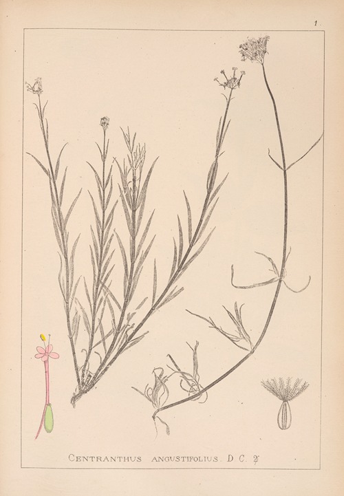Herbier de la flore française Pl.0674
