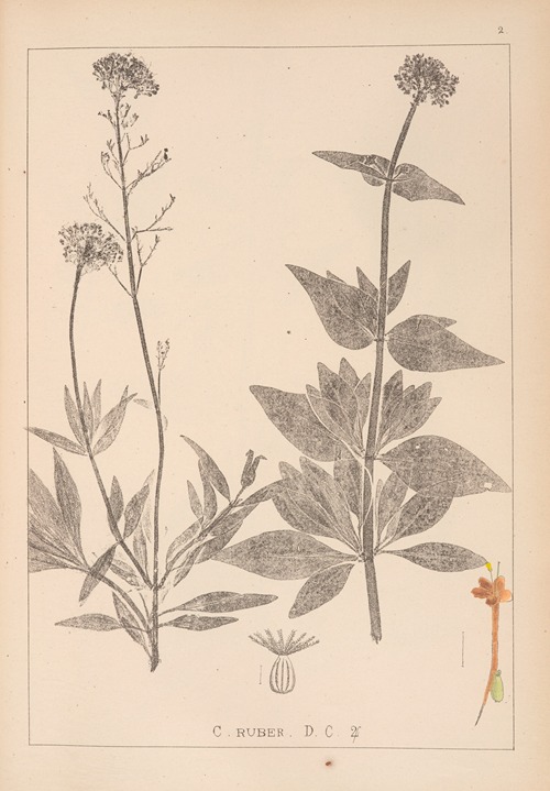 Herbier de la flore française Pl.0675