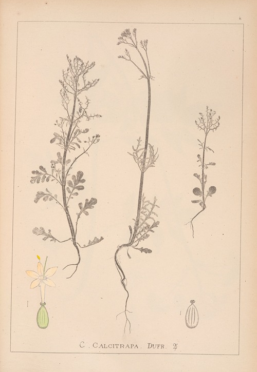 Herbier de la flore française Pl.0677