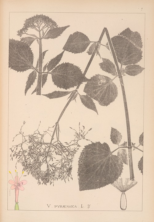 Herbier de la flore française Pl.0680