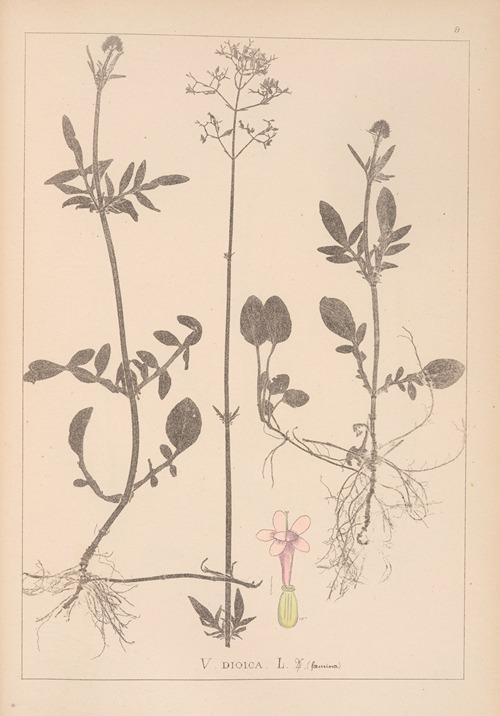 Herbier de la flore française Pl.0682