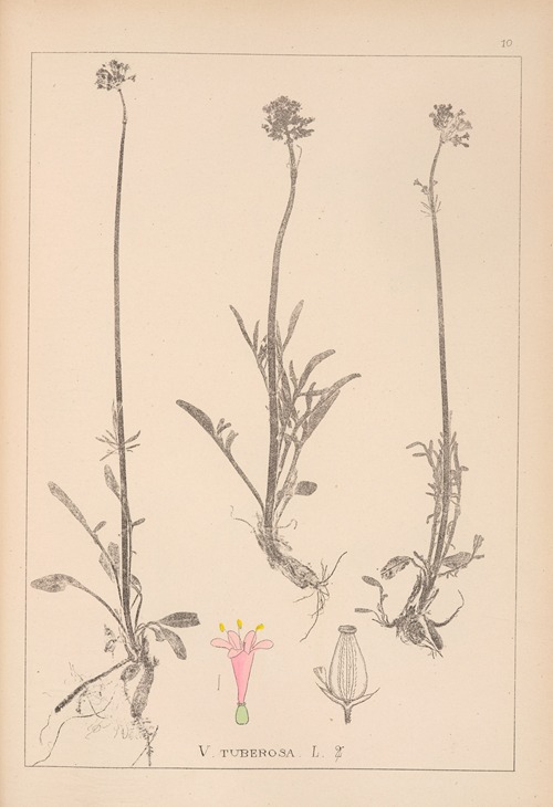 Herbier de la flore française Pl.0683