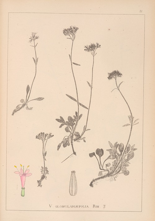 Herbier de la flore française Pl.0684