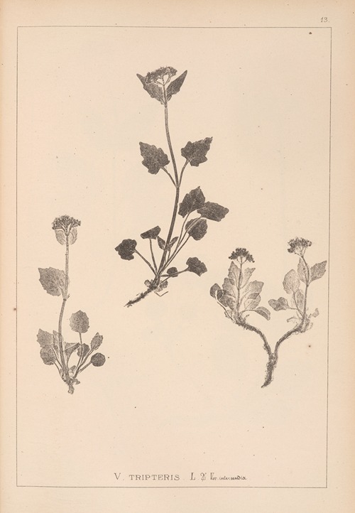Herbier de la flore française Pl.0686