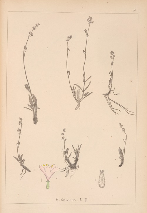 Herbier de la flore française Pl.0689