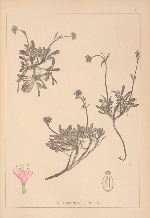 Herbier de la flore française Pl.0690
