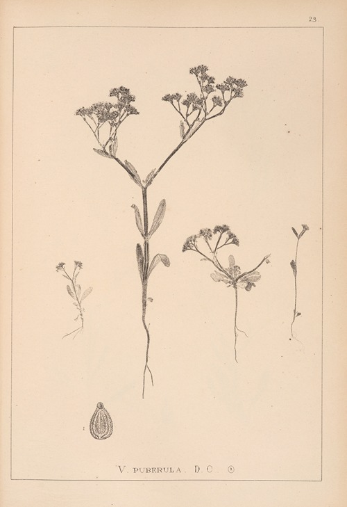 Herbier de la flore française Pl.0698