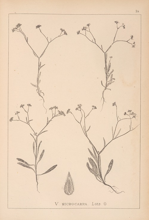 Herbier de la flore française Pl.0699