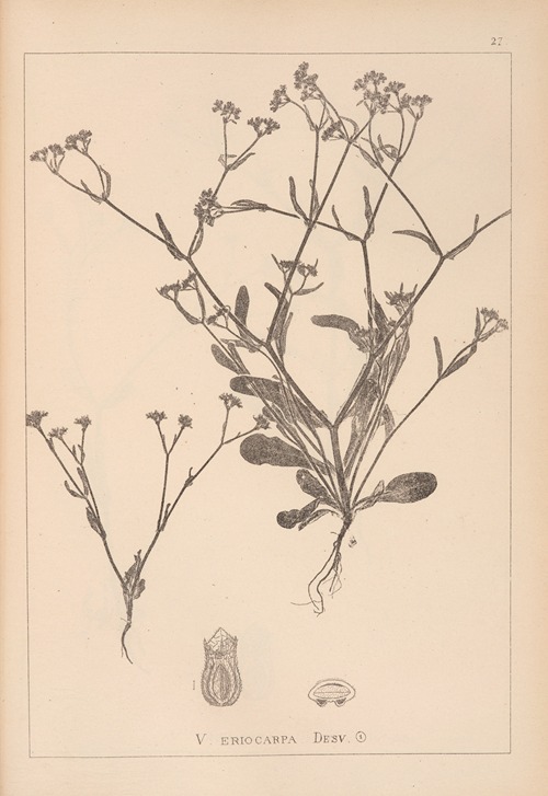 Herbier de la flore française Pl.0703