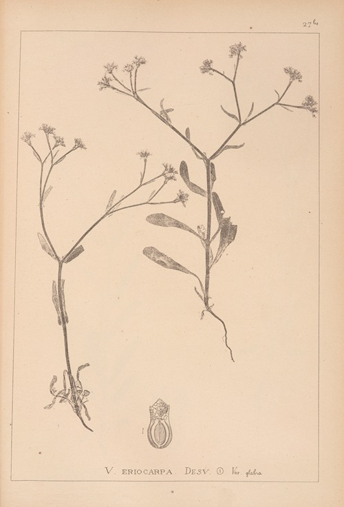Herbier de la flore française Pl.0704