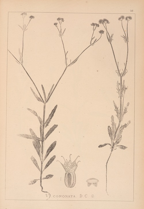 Herbier de la flore française Pl.0705