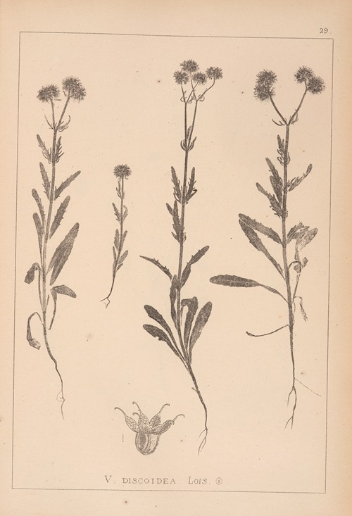 Herbier de la flore française Pl.0706