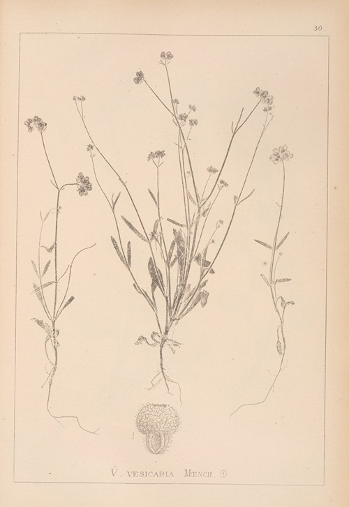 Herbier de la flore française Pl.0707