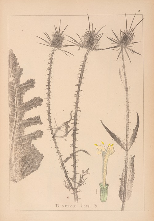 Herbier de la flore française Pl.0711
