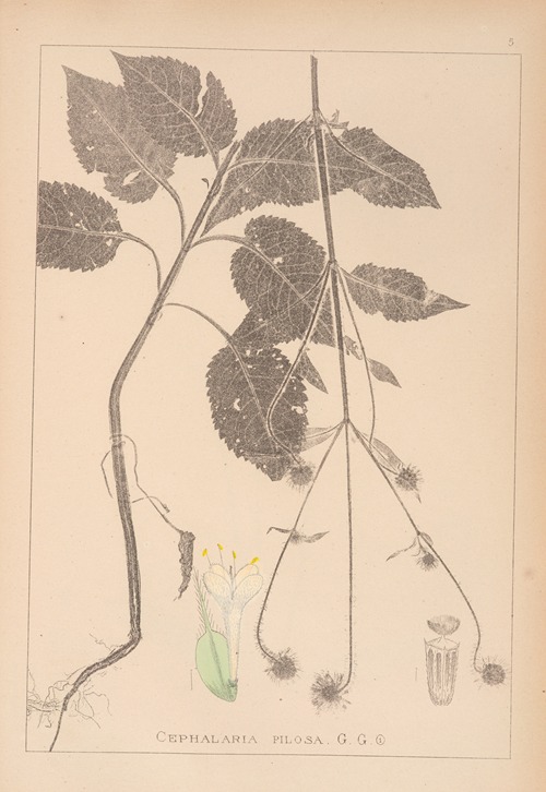 Herbier de la flore française Pl.0713