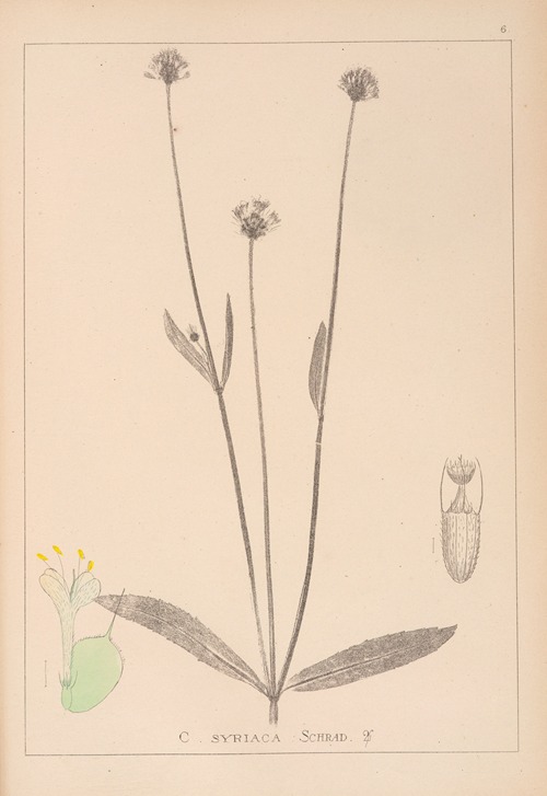 Herbier de la flore française Pl.0714