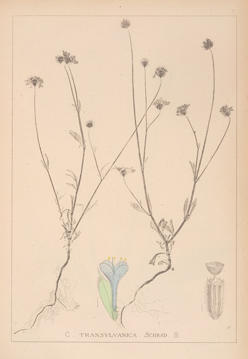 Herbier de la flore française Pl.0715